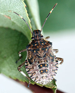 Brown marmorated stink bug, 5th instar nymph
