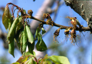 apricot shoot blight