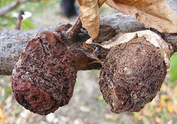 mummified peach fruit