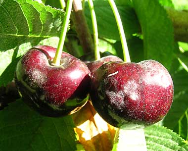 Powdery mildew cherry fruit