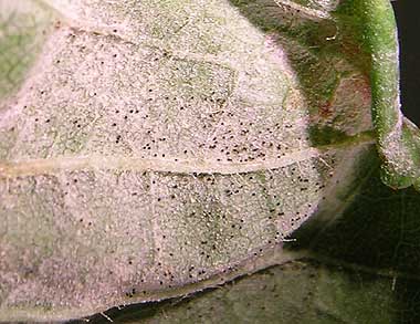 Powdery mildew on the underside of a sweet cherry leaf