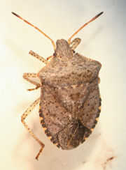 common brown stink bug