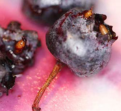 blueberry with pupae