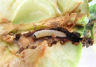 codling moth larva