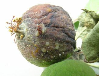 infected fruitlet