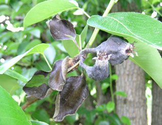 bacterial blight on pear