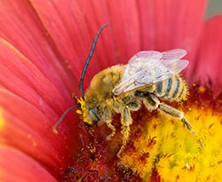 Honeybee pollinating a flower