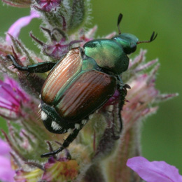 Japanese beetle adult