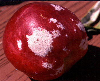 Powdery mildew damage to nectarine