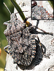 rough stink bug