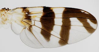 western cherry fruit fly wing