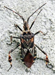 western conifer seed bug