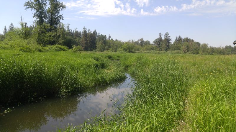 Stream running through a field