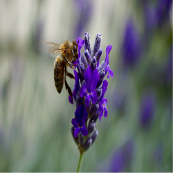 Honeybee on lavender