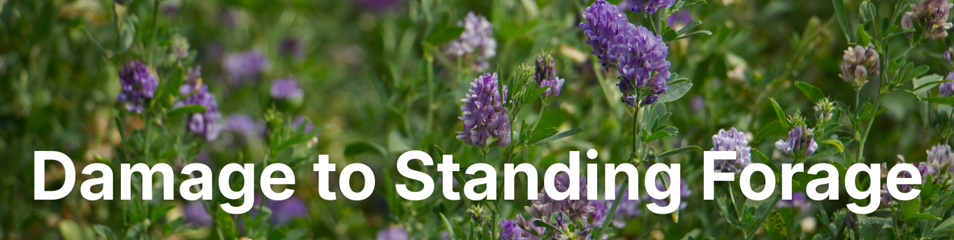 Close-up of a green forage field with slender stems and clusters of small purple flowers in bloom, set against a softly blurred background of similar plants, with large white text reading “Damage to Standing Forage” overlaid across the center.