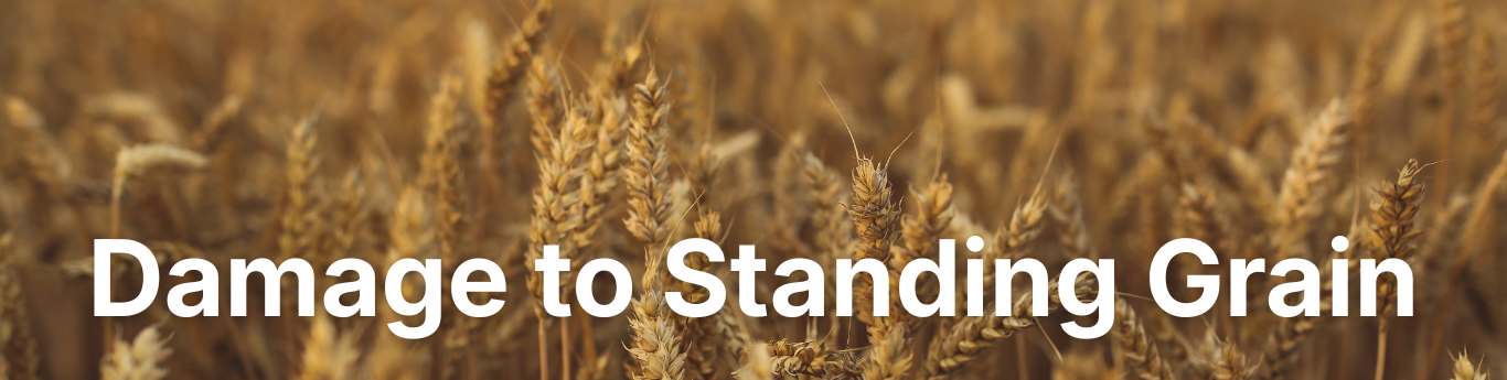 Close-up of a dense field of golden wheat with mature grain heads clustered tightly together, softly lit with warm tones, and large white text reading “Damage to Standing Grain” overlaid across the center.