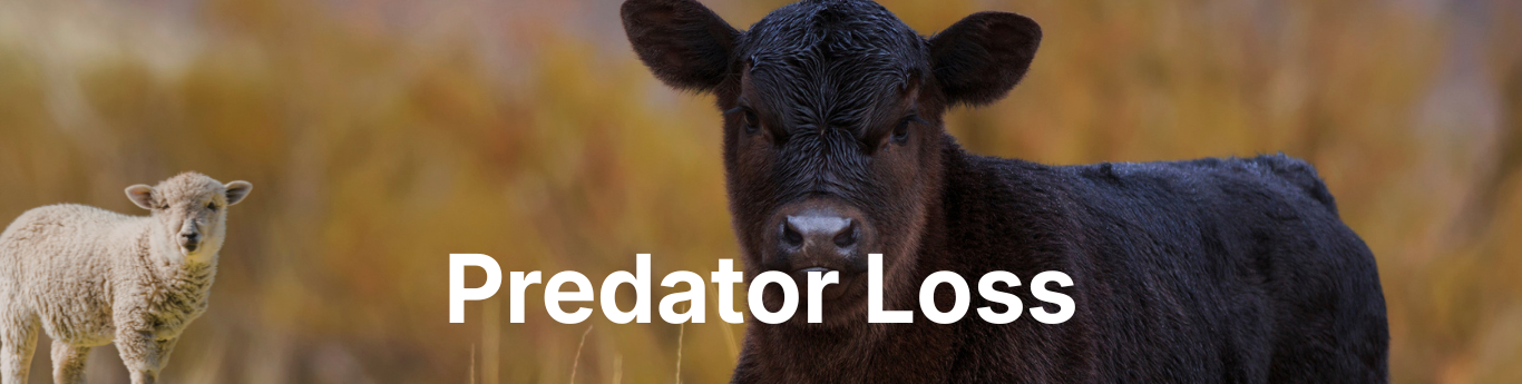 Close-up of two farm animals in a field with a blurred warm-toned background, featuring a black calf in the foreground and a light-colored lamb standing slightly behind, with large white text reading “Predator Loss” overlaid across the center. Close-up of two farm animals in a field with a blurred warm-toned background, featuring a black calf in the foreground and a light-colored lamb standing slightly behind, with large white text reading “Predator Loss” overlaid across the center.