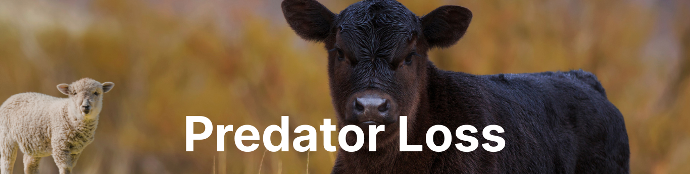 Close-up of two farm animals in a field with a blurred warm-toned background, featuring a black calf in the foreground and a light-colored lamb standing slightly behind, with large white text reading “Predator Loss” overlaid across the center.