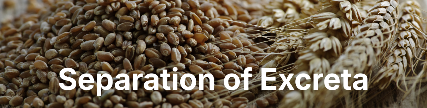 Close-up of a pile of wheat grains with several wheat heads laid alongside, showing detailed textures and warm brown tones, with large white text reading “Separation of Excreta” overlaid across the center.