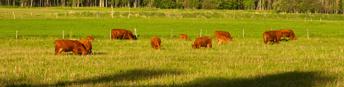 Agriculture Wildlife Program picture of cows in field