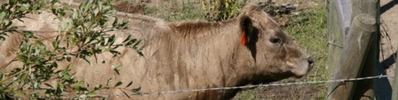 Livestock Price Insurance image of a cow