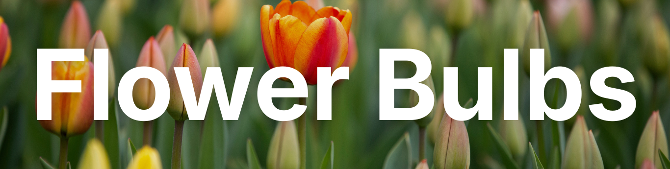 Close-up of colorful tulips in various stages of bloom, including a prominent orange and red flower surrounded by green stems and unopened buds, with large white text reading “Flower Bulbs” overlaid across the center.