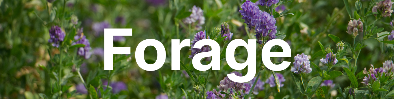 Close-up of a lush field of green forage plants with clusters of small purple flowers scattered throughout, set against a softly blurred background of similar vegetation, with large white text reading “Forage” overlaid across the center.