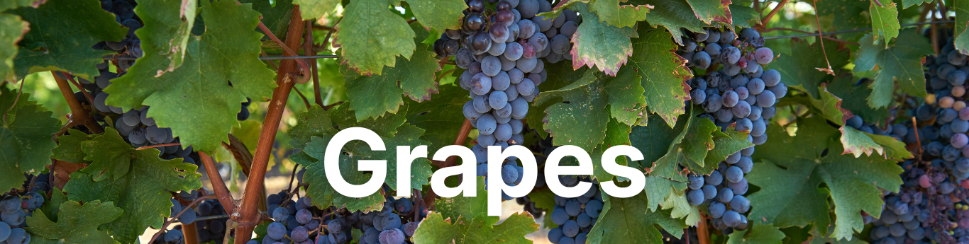 Close-up of clusters of dark purple grapes hanging on the vine among large green leaves, with sunlight filtering through the foliage, and large white text reading “Grapes” overlaid across the center.
