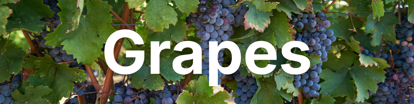 Close-up of clusters of dark purple grapes hanging on the vine among large green leaves, with sunlight filtering through the foliage, and large white text reading “Grapes” overlaid across the center.