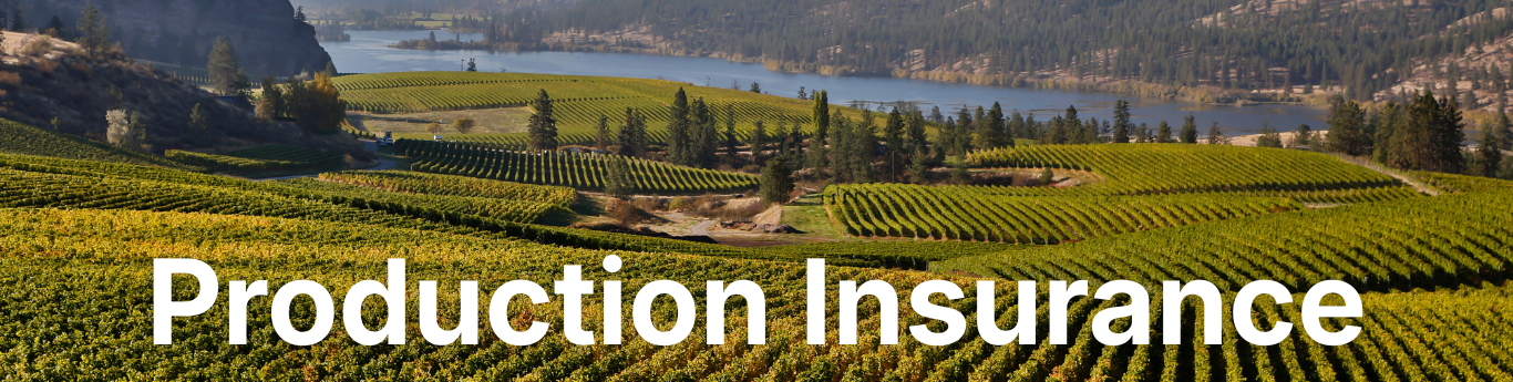 Wide landscape view of a vineyard with neat rows of green grapevines stretching across rolling hills, a blue lake in the midground, and forested hills in the background under clear daylight, with the large white text “Production Insurance” overlaid across the bottom. Wide landscape view of a vineyard with neat rows of green grapevines stretching across rolling hills, a blue lake in the midground, and forested hills in the background under clear daylight, with the large white text “Production Insurance” overlaid across the bottom.
