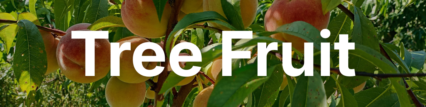 Close-up of ripe peaches hanging from a tree branch among long green leaves, with warm sunlight highlighting the fruit’s yellow and reddish tones, and large white text reading “Tree Fruit” overlaid across the center.