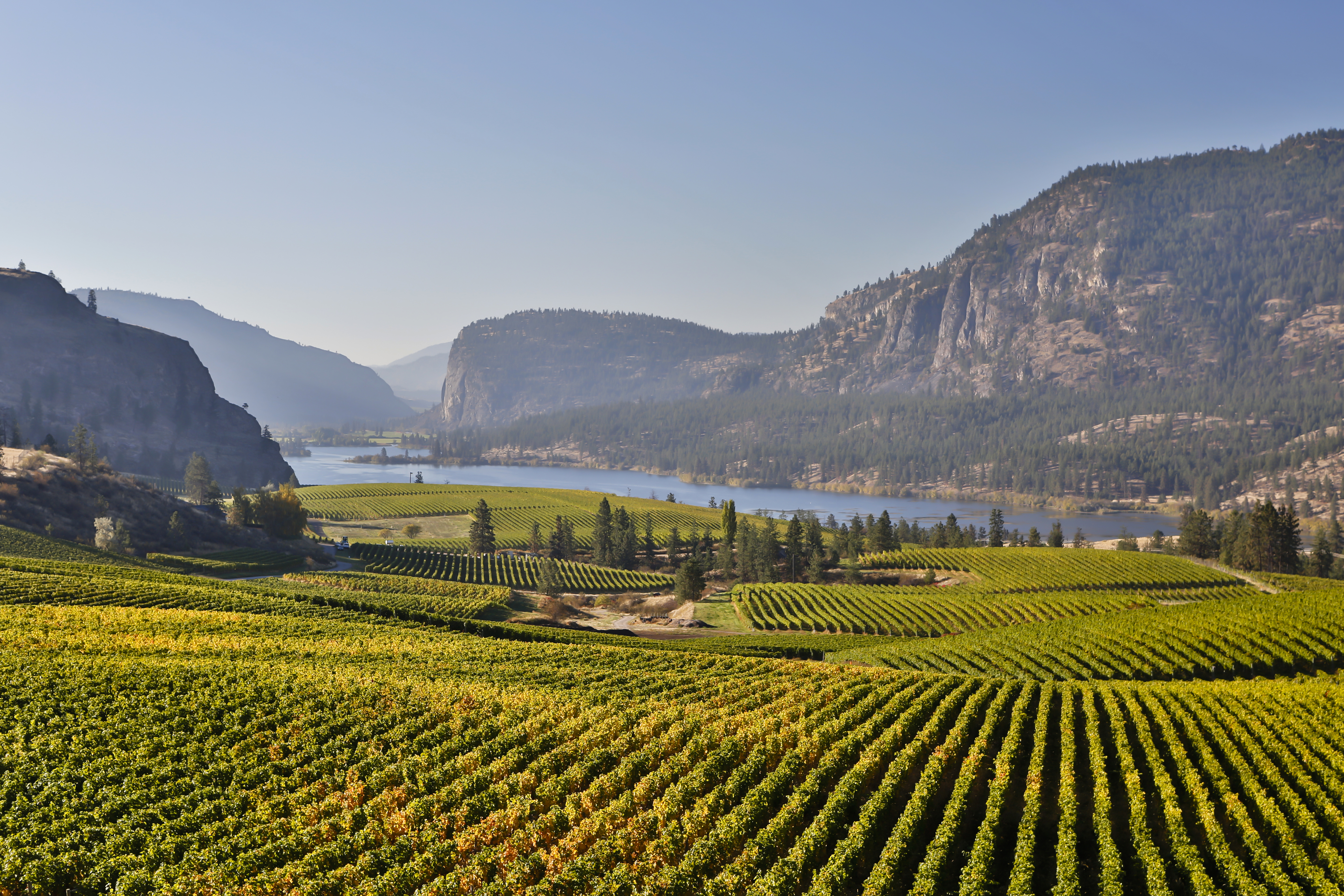 Panoramic view of a vineyard with neatly aligned rows of green grapevines covering rolling hills in the foreground, a winding lake in the midground, and steep, forested rocky cliffs rising in the background under a clear blue sky. Panoramic view of a vineyard with neatly aligned rows of green grapevines covering rolling hills in the foreground, a winding lake in the midground, and steep, forested rocky cliffs rising in the background under a clear blue sky.