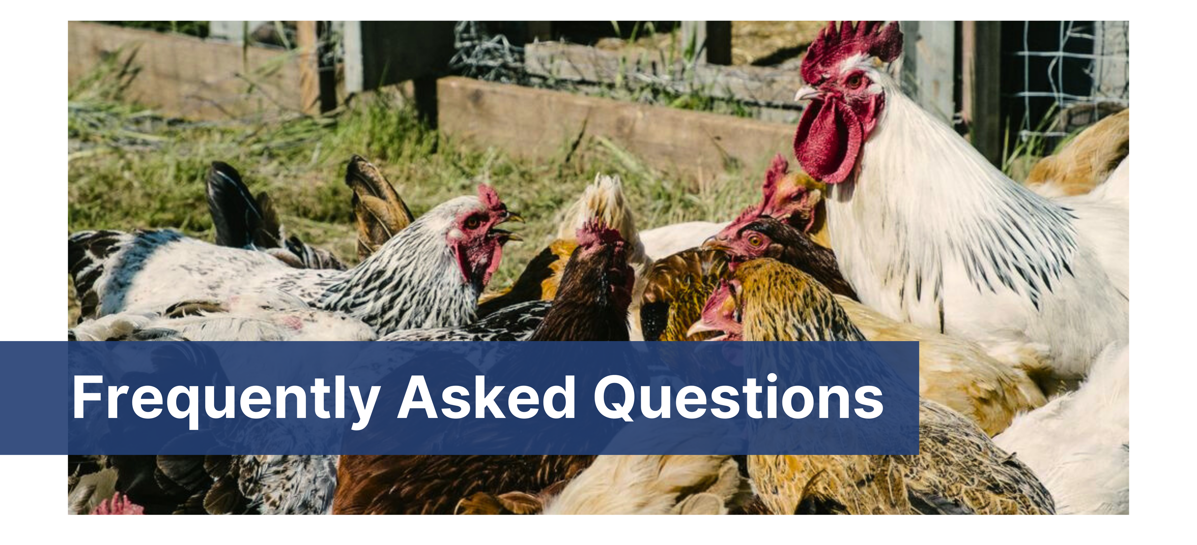 Frequently Asked Questions