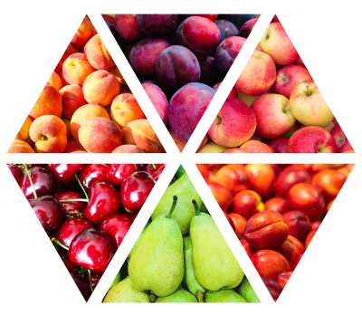 peaches, plums, apples, nectaries, cherries and pears