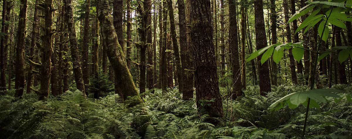 a deep fern filled forest in bc