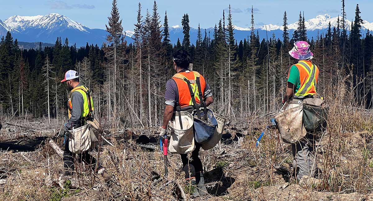 tree planters working a cut block in northern bc