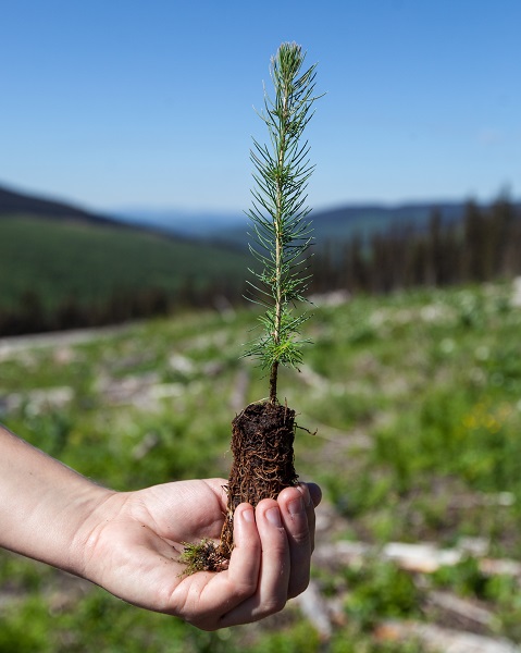 single tree seedling held in hand