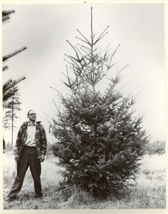 Black and white photo of Dr. Allan Orr-Ewing standing beside a 4-metre-tall fir.