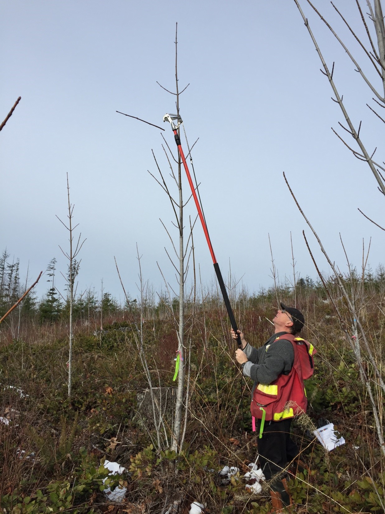 A researcher in an orange safety vest uses a snipper on a pole to cut twigs off the top of a 6-metre tall tree.