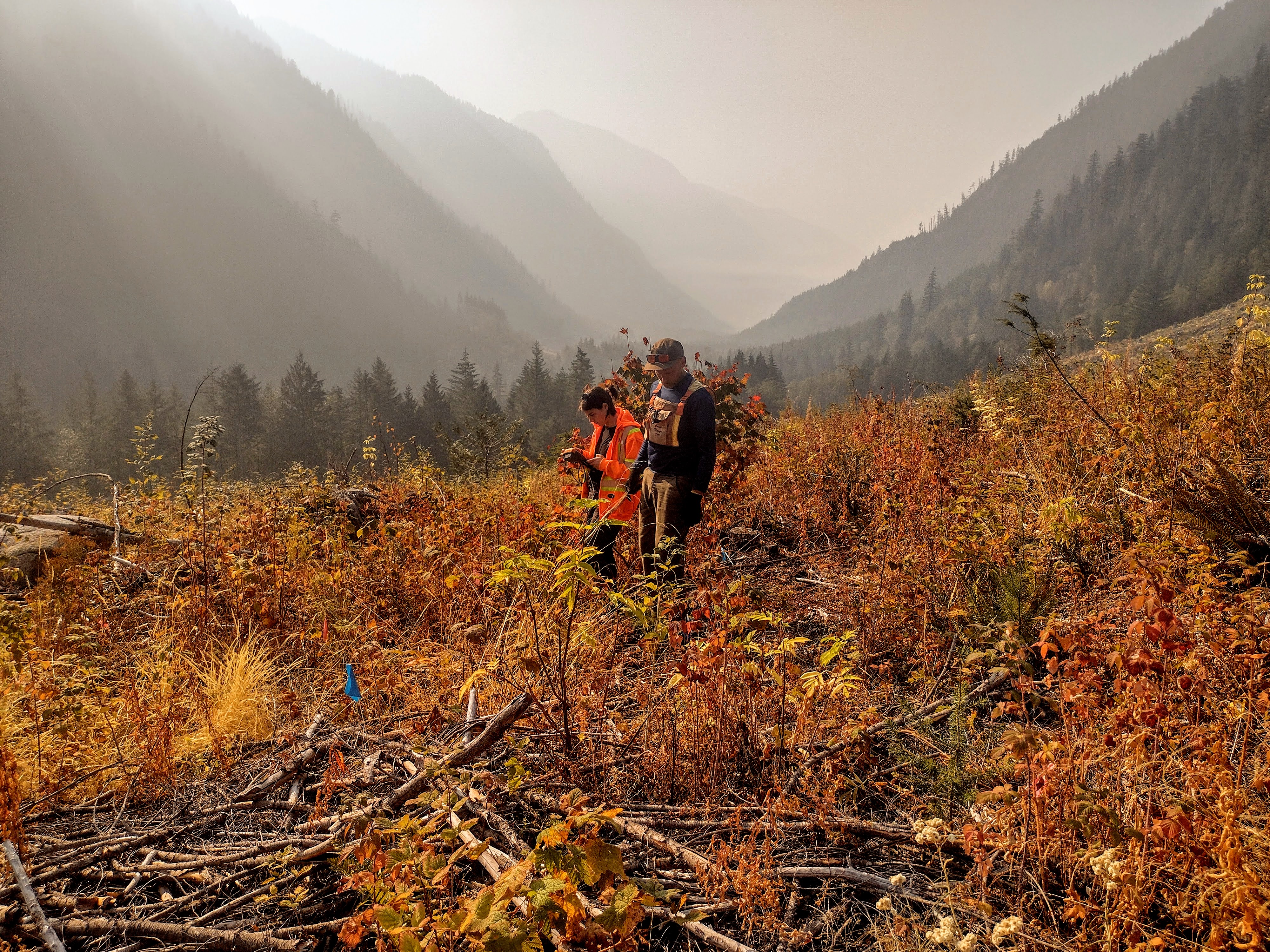 Photo of two researchers standing on a slope in a mountain valley examining waist-high brown and rusty-coloured fir trees.