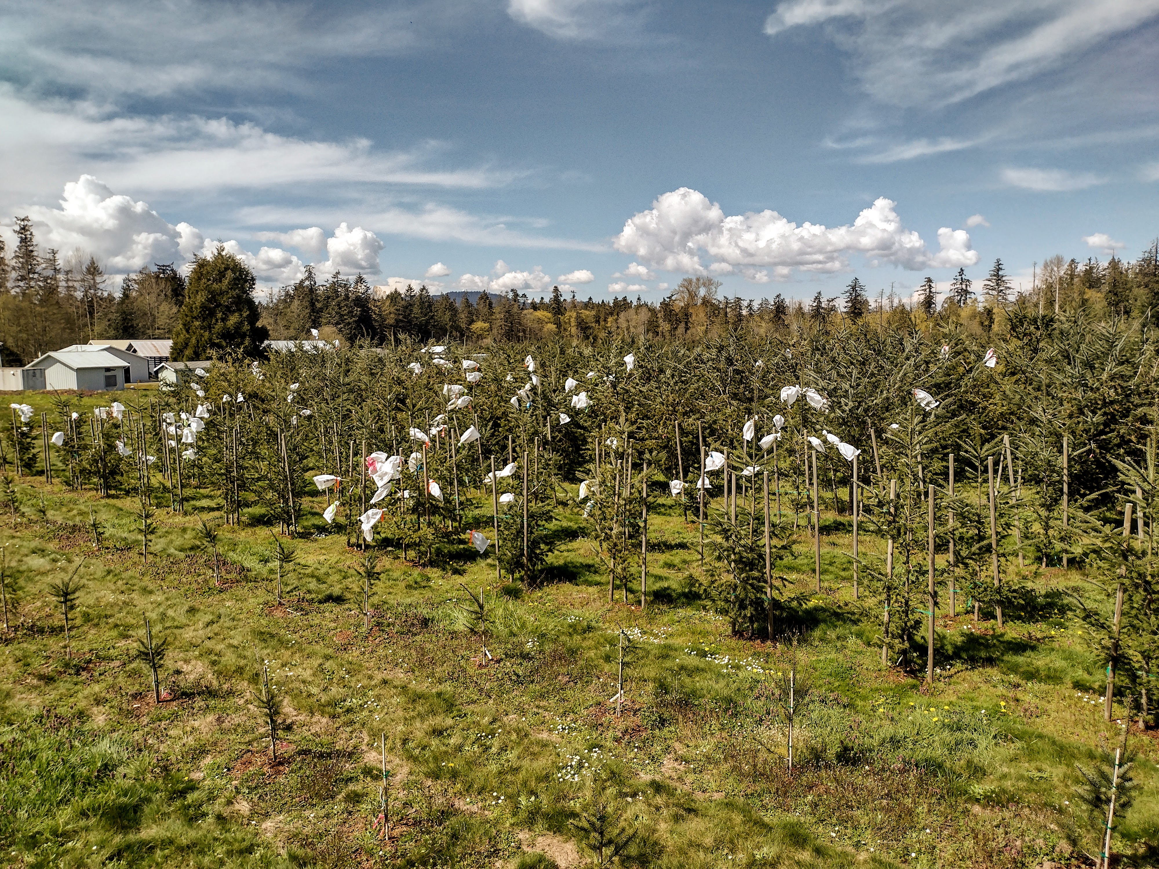Photo of a field of rows of young fir trees in the sun with plastic bags tied over some branch tips.