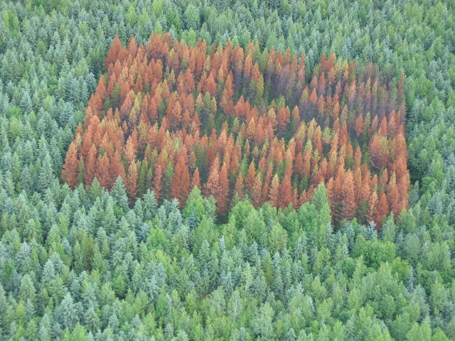 Lodgepole pine provenance test