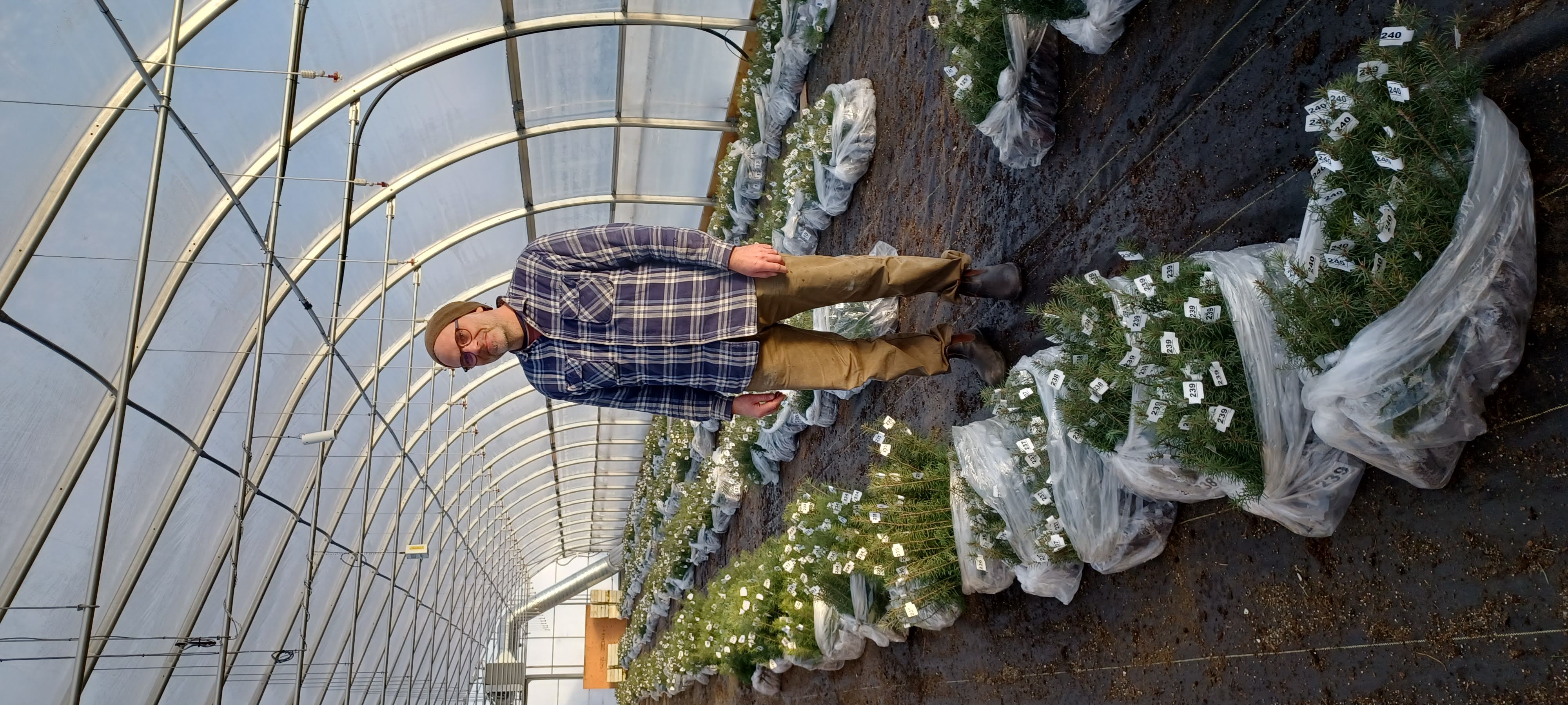 A researcher in a plaid shirt stands in a greenhouse surrounded by bags of seedlings.