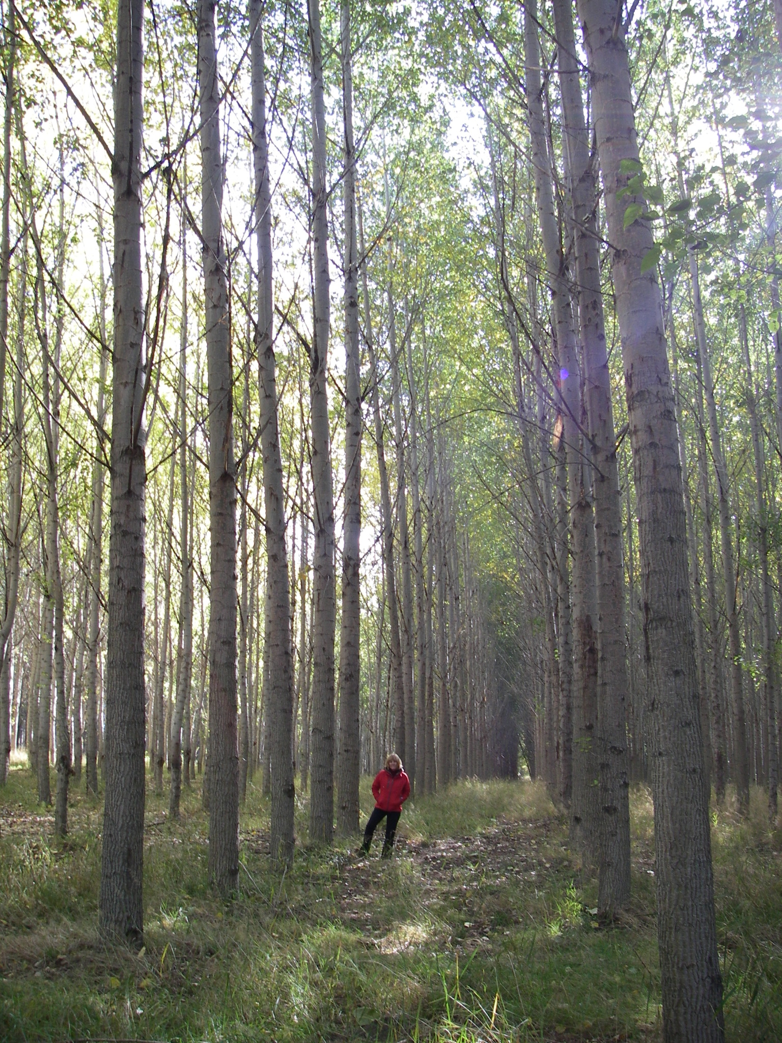 A researcher in a red coat stands between long straight rows of 15-metre tall poplar trees.
