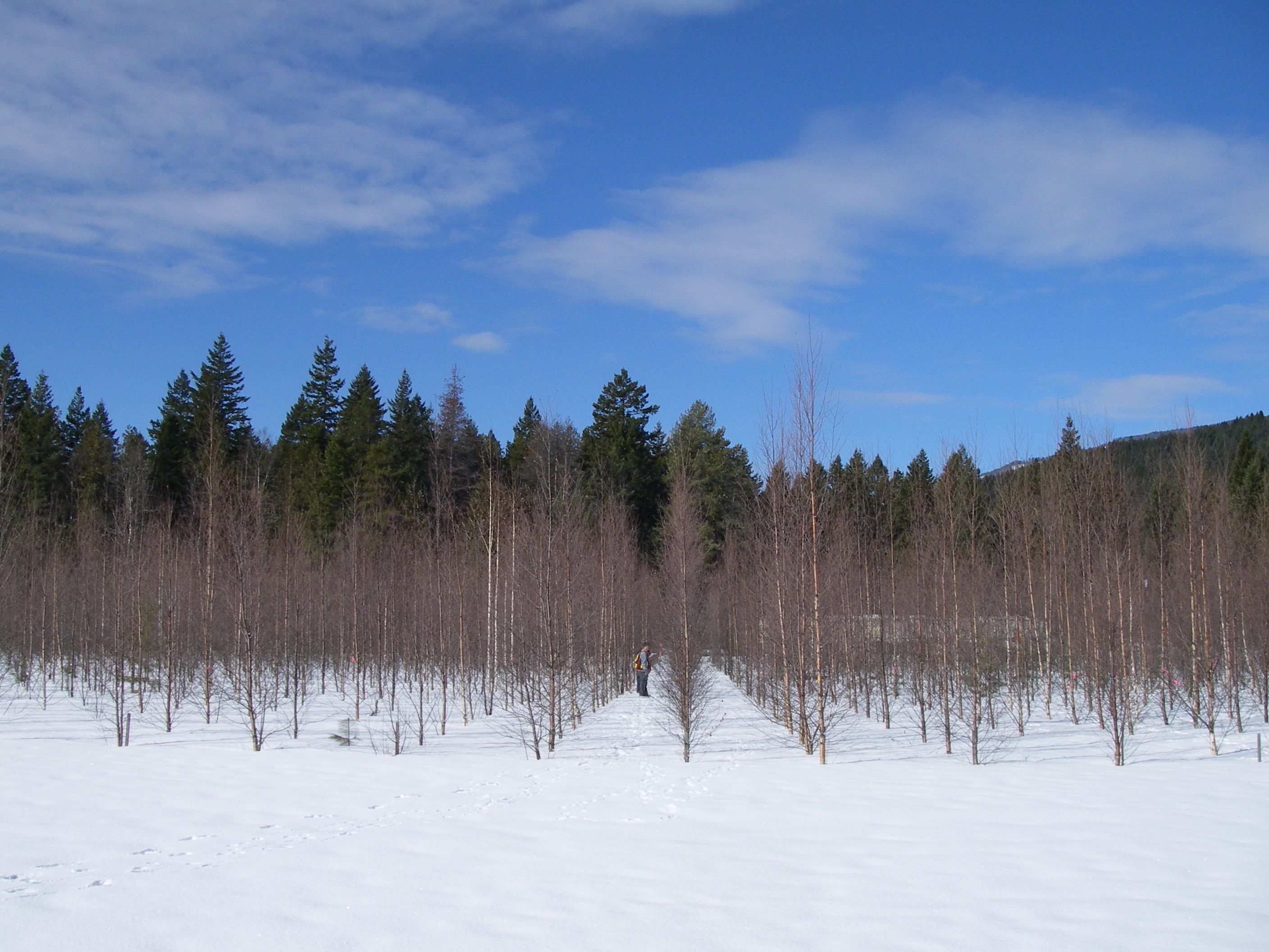 A snowy field lined with straight rows of young leafless trees.