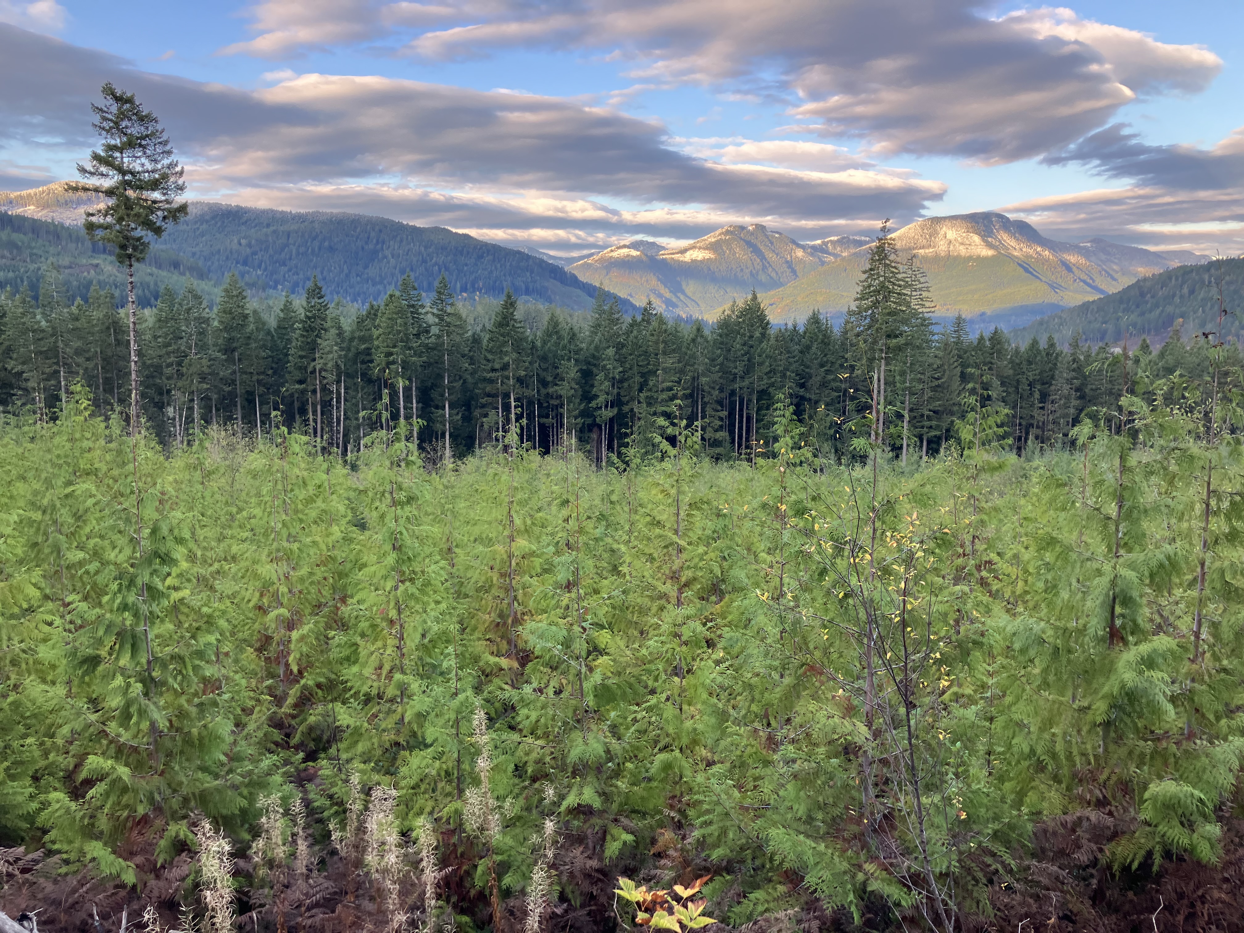 A field of young trees with mountains and blue sky through broken clouds.