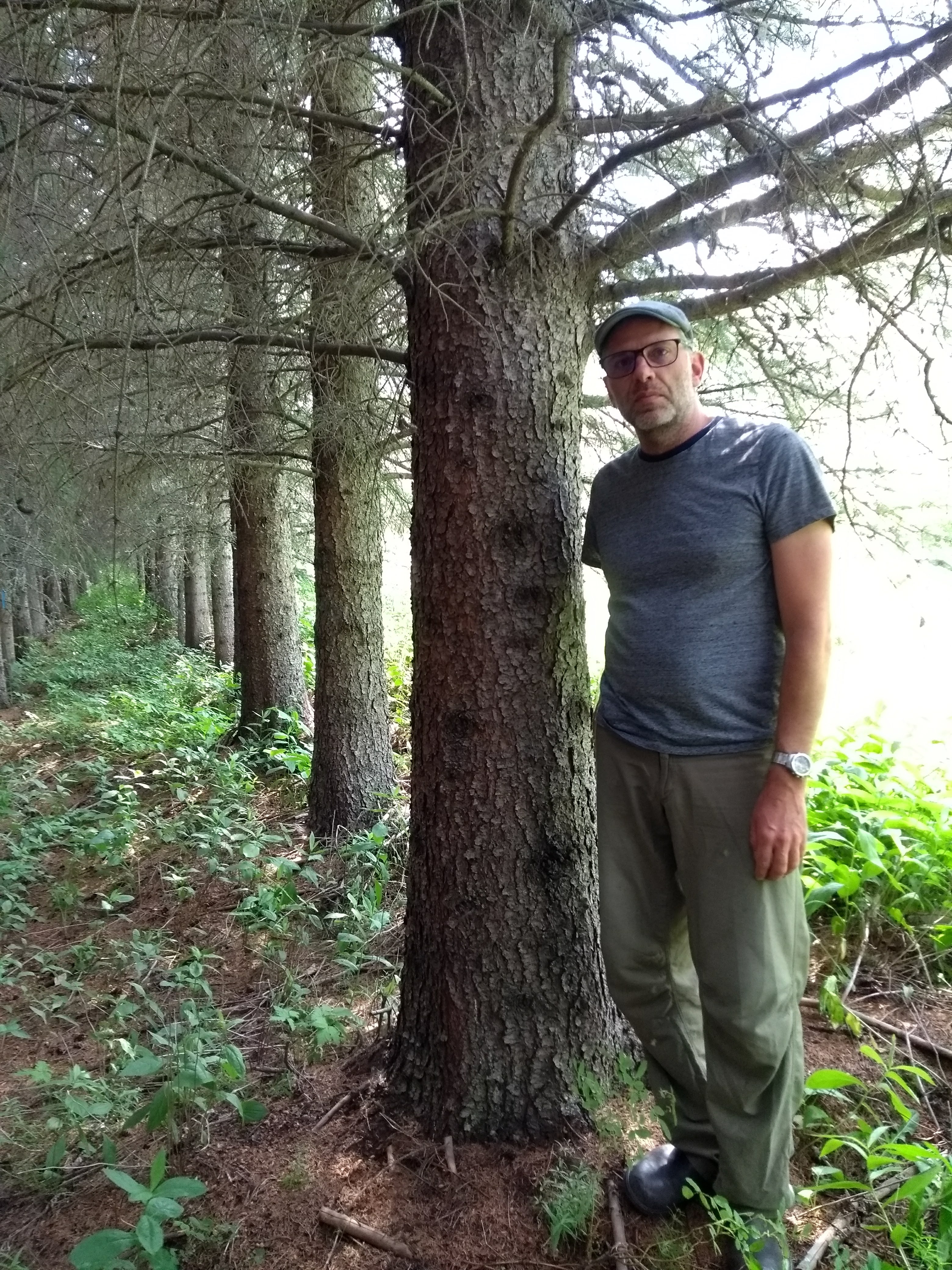 A man standing beside a 50cm tree trunk with a line of trees going into the distance.