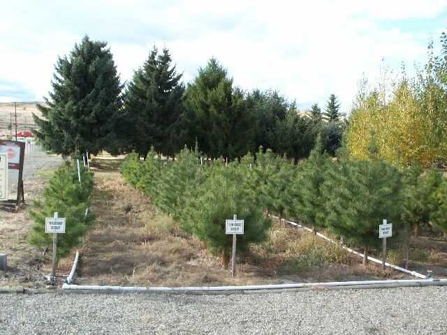 Realized genetic gain in lodgepole pine