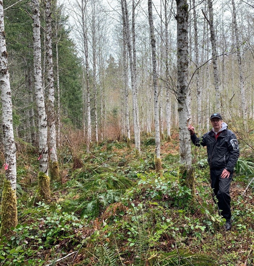 Photo of a scientist in a raincoat standing in a grove of red alder.