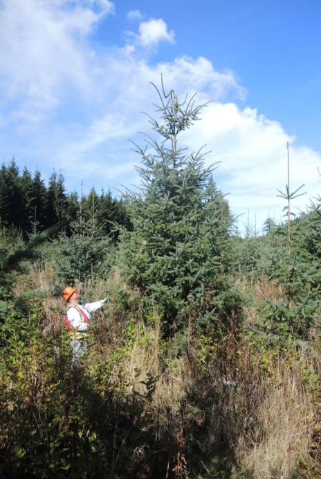 Failed attack on Sitka spruce
